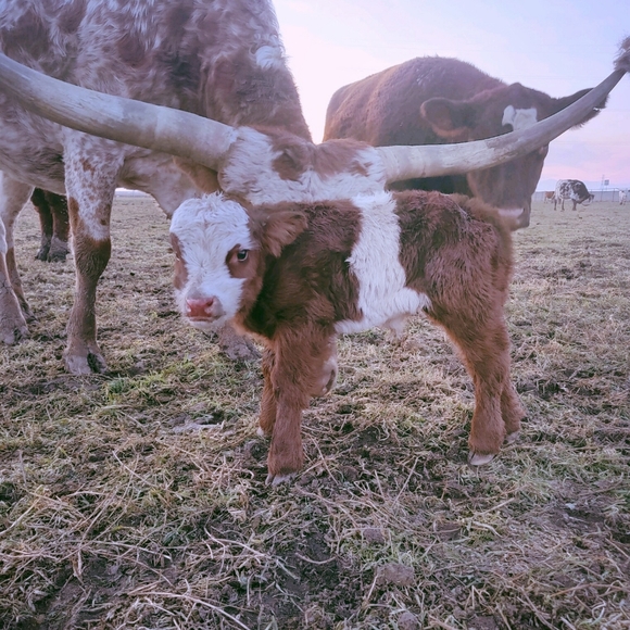 Meet your Posher, Carley - Picture 4 of 6